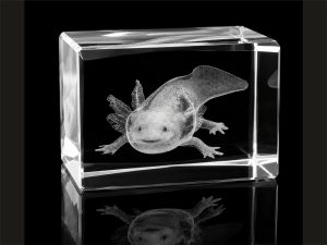 Glas-Arts Cube mit Axolotl-Motiv